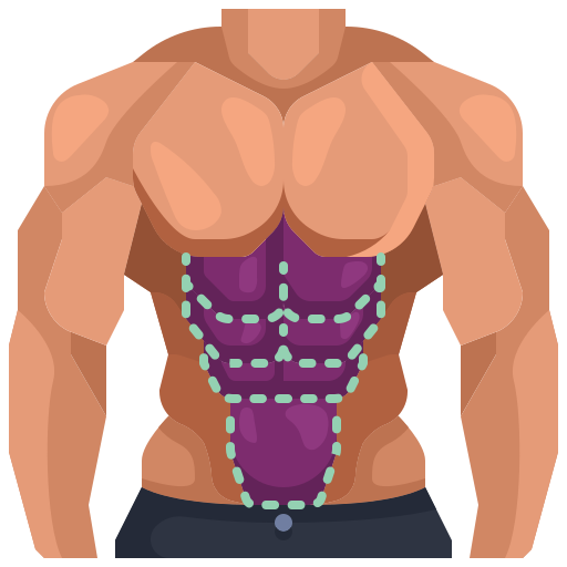 abdominal muscles