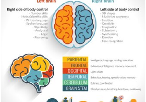 The Impact of Physical Activity on Cognitive Functions and Brain Health.