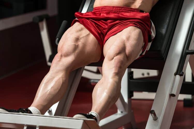 muscule leg