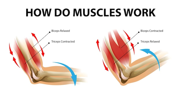 triceps vs biceps